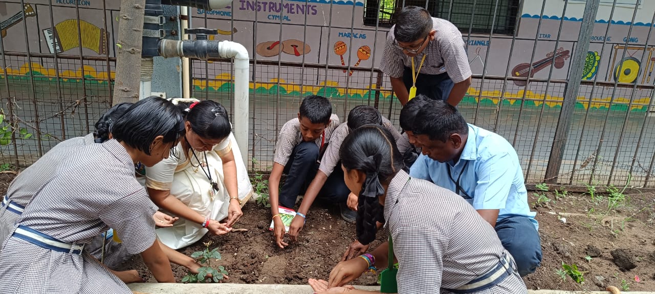 Sowing cucumber seeds by VII std. on 04.08.25